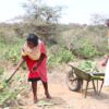 Petroline Masaine (right) and her neighbour harvest cactus, preparing it for processing. Credit: Wilson Odhiambo/IPS