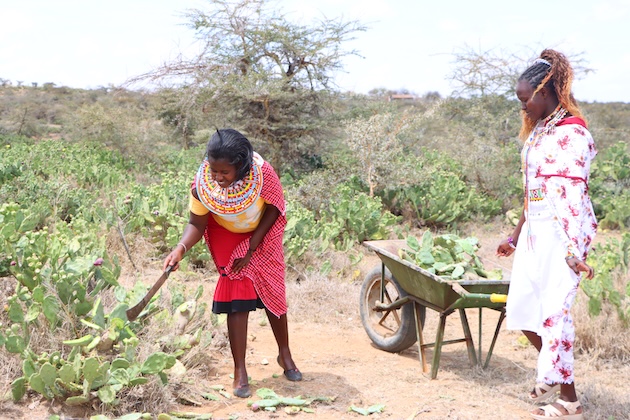 Petroline Masaine (right) and her neighbour harvest cactus, preparing it for processing. Credit: Wilson Odhiambo/IPS