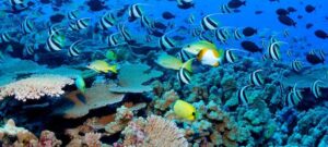 Why Abu Dhabi Is Gambling Millions On Artificial Coral Reefs