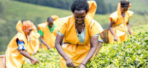 The Hidden Deficit Starving African Agriculture