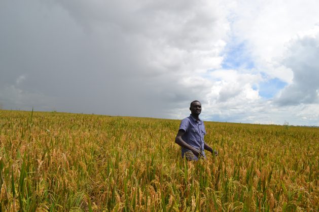 World hunger declined again in 2025, but conflict, climate change and aid cuts threaten progress. How governments can keep hunger falling