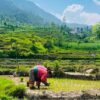 Farmers planting paddy in Helambu, Sindhupalchowk. Their farming is dependent on precipitation and snow-fed rivers in the region. Credit: Bhagirathi Pandit