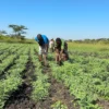 Chickpea farmers in Malawi where the new variety is being piloted. Picture supplied.