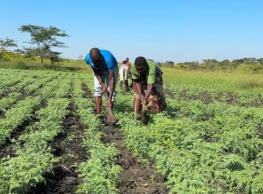 New Chickpea Variety to Drive Climate Resilience in Africa