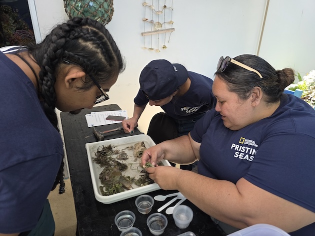 Summit participants take part in a hands-on field activity, identifying marine organisms collected for study. Credit: SPC