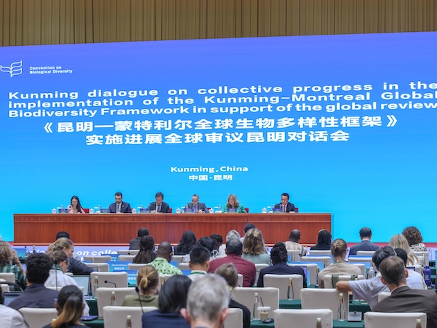 Closing plenary of the recent Kunming Dialogue. Credit: ENB-IISD/Anastasia Rodopoulou
