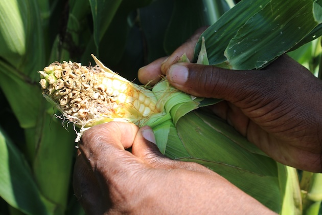 Ensuring food security forms part of the right to development, according to the United Nations. Credit: Busani Bafana/IPS