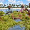Seaweed farmers tend their crop off Zanzibar, where rising sea temperatures are putting pressure on a vital coastal livelihood, according to the new Copernicus ocean report. Credit: Zuberi Mussa/IPS