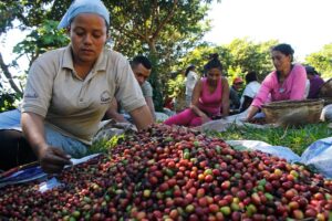 A stronger coffee value chain depends on resilient farms, transparent markets and greater economic opportunities for producers in coffee-growing countries.