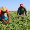 An IPES-Food report warns that workers in the global food system face high exploitation in keeping the world fed. Credit: Busani Bafana/IPS