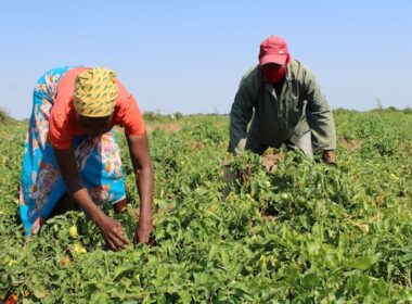 Workers Help Feed the World but Starved of Dignity