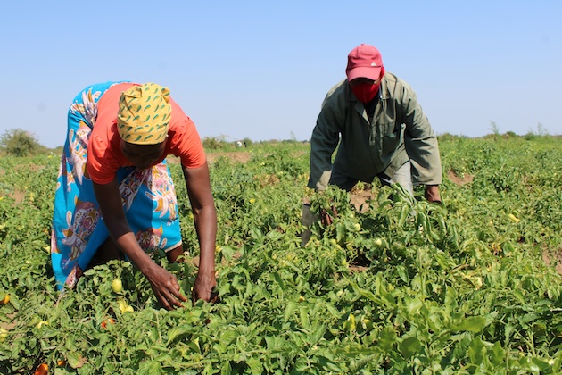An IPES-Food report warns that workers in the global food system face high exploitation in keeping the world fed. Credit: Busani Bafana/IPS