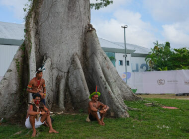 World Lost More Than 7 Million Hectares of Forest in 2025