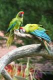 The great green macaw (Ara ambigua) faces extinction in Costa Rica.  Credit: Public domain