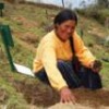 An Aymara woman plants trees in a mountainous valley in Bolivia.  Credit: Franz Chávez/IPS