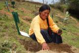 An Aymara woman plants trees in a mountainous valley in Bolivia.  Credit: Franz Chávez/IPS