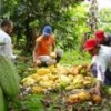 Harvesting cacao in Remolino. Credit: Courtesy of Rodrigo Velaidez/Chocaguán