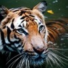 Malayan tiger in the water. Credit: Public domain