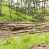 Illegal logging continues unchecked in Honduras. Credit: Courtesy of Democracy without Borders Foundation