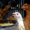 A new government-funded poultry project means that Congolese living in Kinshasa can buy fresh chicken for the first time in decades.  Credit: Victoria Hazou/IRIN