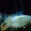 Methane venting from a seafloor mound. A greenhouse gas, it is some 25 times more potent than carbon dioxide. Credit: US Geological Survey