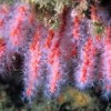 The beauty of coral - a factor in its destruction. Credit: Courtesy G. Marola/ SeaWeb Marine Photo Bank