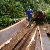 A Bolivian man harvesting Tajibo, a lesser valued timber species, in a community forest. Credit: CIFOR/Kristen Evans