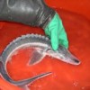 Baby beluga sturgeon  Credit: Courtesy of the Institute for Ocean Conservation Scienc
