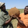 Dr Chimwamurombe (right) and a local farmer lift a marama tuber: they can weigh as much as 10 kilos. Credit:  Moses Magadza/IPS