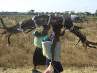 Zimbabwe's urban population is turning to firewood for fuel, with damaging effects on the country's forest cover. Credit: IRIN Zimbabwe's urban population is turning to firewood for fuel, with damaging effects on the country's forest cover. Credit: IRIN