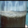 The giant Thioploca spp bacteria from ocean waters off Chile and Peru.   Credit: NOAA