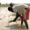 Farming rice in Mali: local communities have mixed feelings about large, foreign-owned agricultural enterprises along the Niger. Credit:  USAID