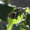 Farming butterflies is providing forest dwellers sustainable alternatives to cutting down trees for firewood. Credit:  Ntandoyenkosi Ncube/IPS
