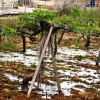 Vineyard in Beit Ummar village, flooded with sewage from nearby Israeli settlement.  Credit: Palestine Solidarity Project.