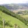 Pine plantation near Manizales, Colombia. Credit: Sandra Sguerra/Proyecto Procuenca