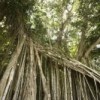 Mangroves on Mexico's Atlantic coast.  Credit: Mauricio Ramos/IPS