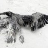Bird washed ashore in Perdido Key, Florida. Credit: Susan Keith/IPS