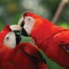 The scarlet macaw is one of many species needing protection from traffickers.  Credit: Courtesy of CONAP of Guatemala