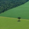 Forests replaced by soy crops. Credit: Greenpeace