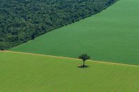 Forests replaced by soy crops. Credit: Greenpeace