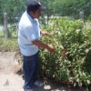 Farm worker points to amaranth seedheads. Credit: Emilio Godoy/IPS
