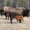 Bison numbers along the Mackenzie River have shot up to over 2,000 from less than 200 a few decades ago. Credit: Christopher Pala/IPS