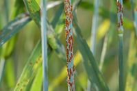 Close-up of wheat stem rust. Credit: U.S. department of agriculture