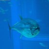 Bluefin tuna (Thunnus thynnus). Credit: Public domain