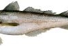 Argentine hake (Merluccius hubbsi).  Credit: Courtesy of Uruguay's National Directorate of Aquatic Resources