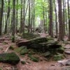 Bavarian Forest National Park  Credit: Courtesy of Alice Alteneder/Nationalpark Bayerischer Wald