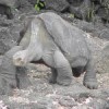 Lonesome George in captivity.  Credit: Courtesy of Joe Flanagan, Houston Zoo
