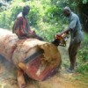 Illegal chainsaw milling in Ghana. Credit: Courtesy of Tropenbos International – EU Chainsaw Milling Project