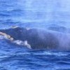 A southern right whale in Puerto Madryn, Argentina. Credit: Courtesy of Eduardo Rojas Tupaud