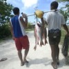 Fishers return to Cocodrilo, Cuba, with the catch of the day.  Credit: Jorge Luis Baños/IPS
